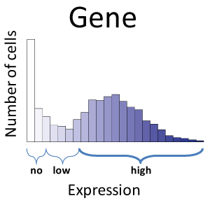 Single Cell Expression of Gene